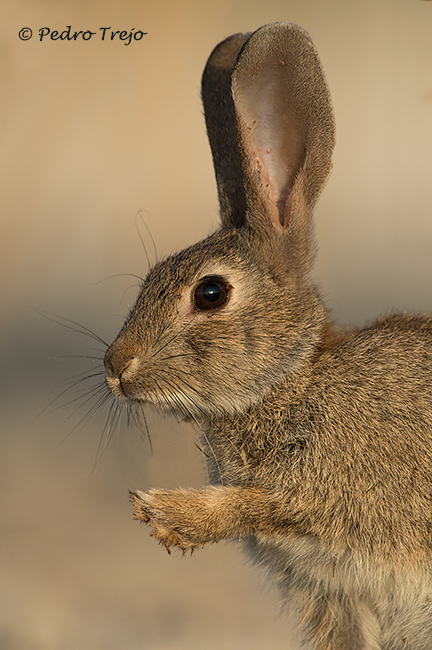 Conejo (Oryctolagus cuniculus)